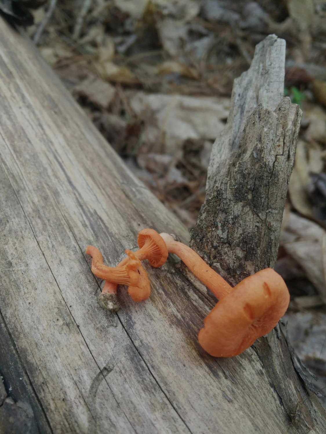 Mushrooms photographed for Chandra Botanicals