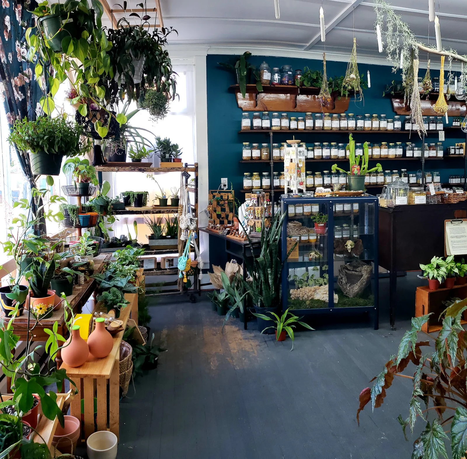 Plants and labeled herb jars inside Soulful Body & Mind Apothecary