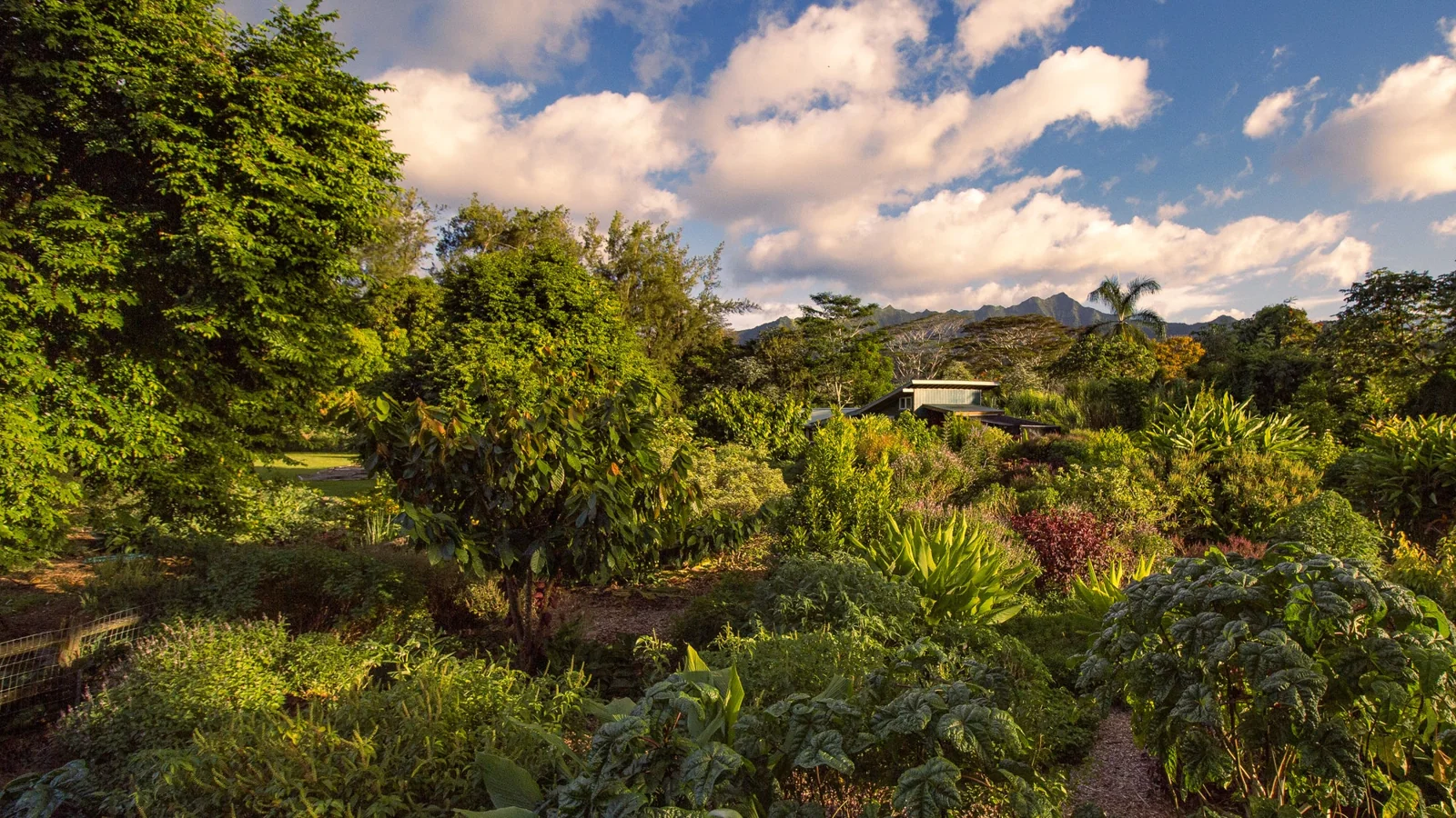 Kauai Farmacy herb garden
