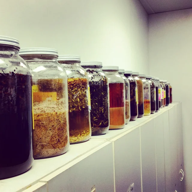 STL Herbs and Aromatics calendula flower extract