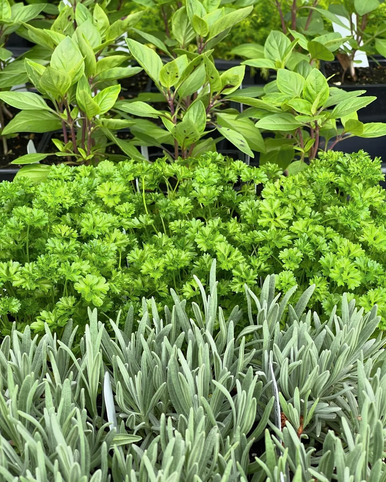Wildcraft Herb Shoppe photograph