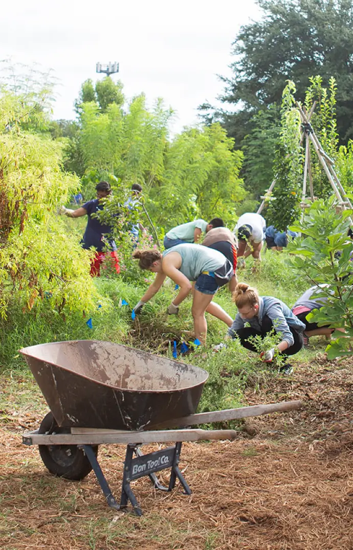 Festival Beach Food Forest